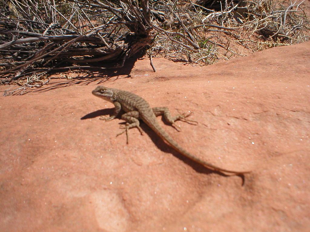 Moab 09 053.jpg